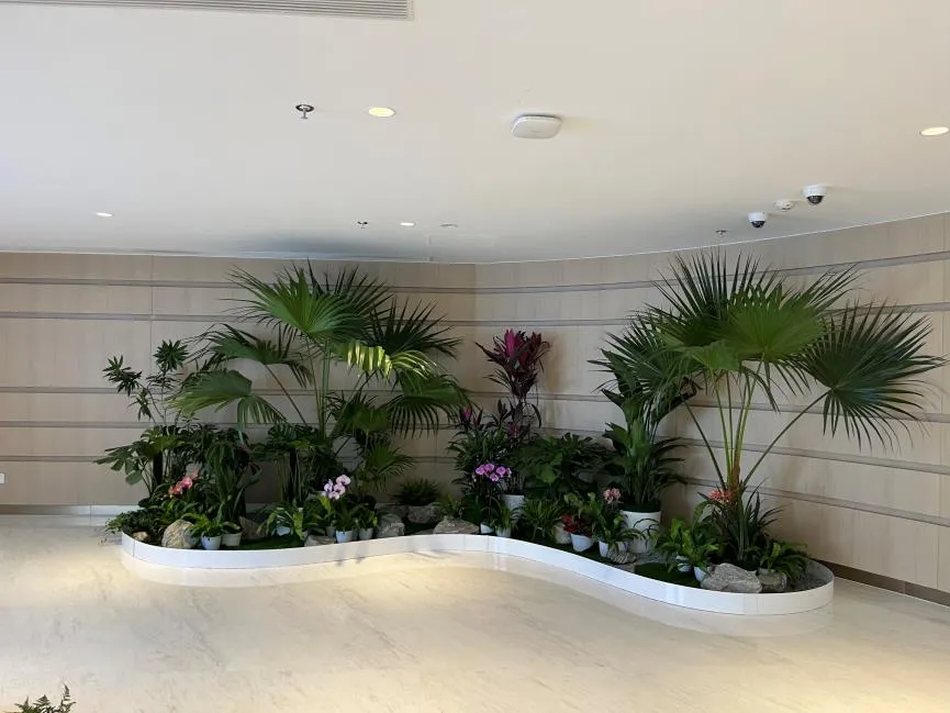 宁波北仑绿植出租，服务超赞，开启绿色生活之旅