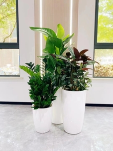 前湾盆景出租设计，开启空间美化新体验